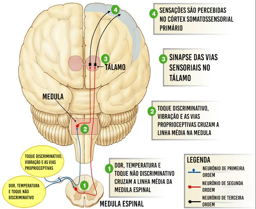 fisiopatologia da dor crônica / fibromialgia